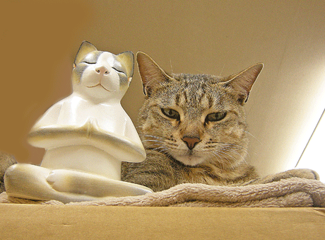 12月22日 ねこ行者 登場_a0001354_2242427.gif