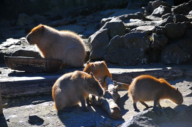 カピバラ温泉発祥の地_a0142056_23263128.jpg