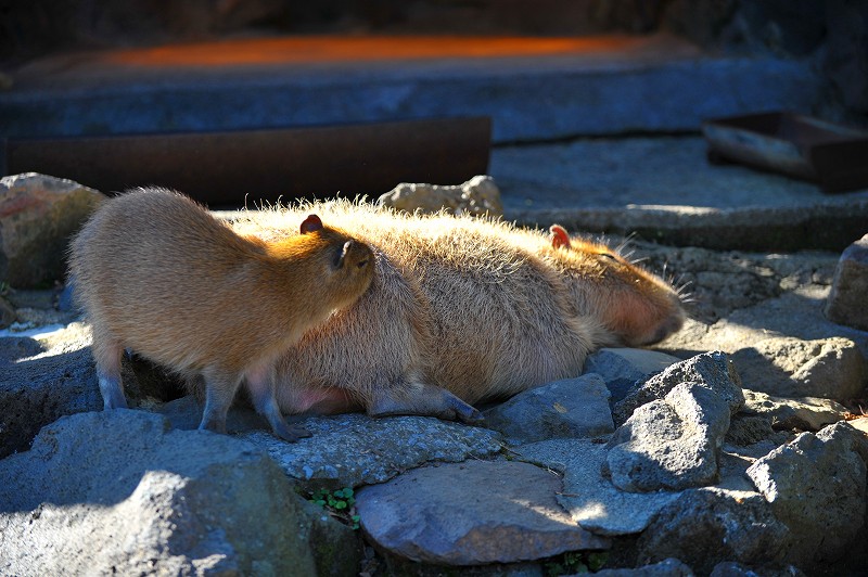 カピバラ温泉発祥の地_a0142056_23264876.jpg