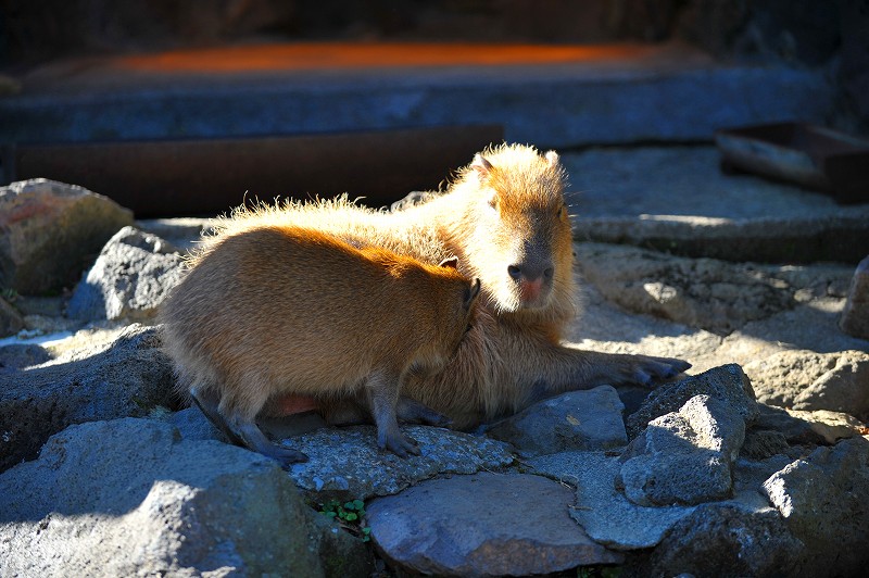 カピバラ温泉発祥の地_a0142056_23265945.jpg