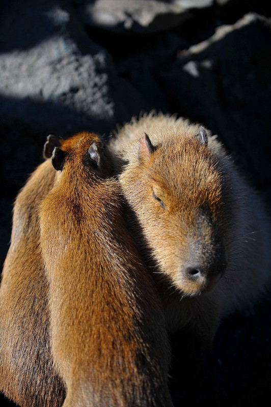 カピバラ温泉発祥の地_a0142056_2327966.jpg