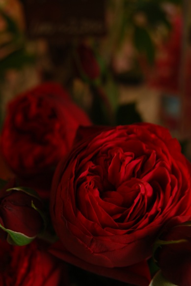 クリスマスカラー_a0201358_1235359.jpg