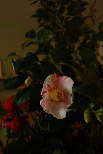クリスマスカラー_a0201358_1241035.jpg