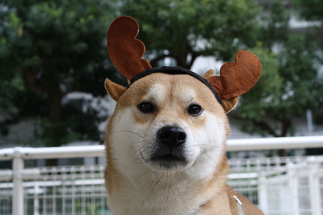 柴犬 小太郎のブログ
