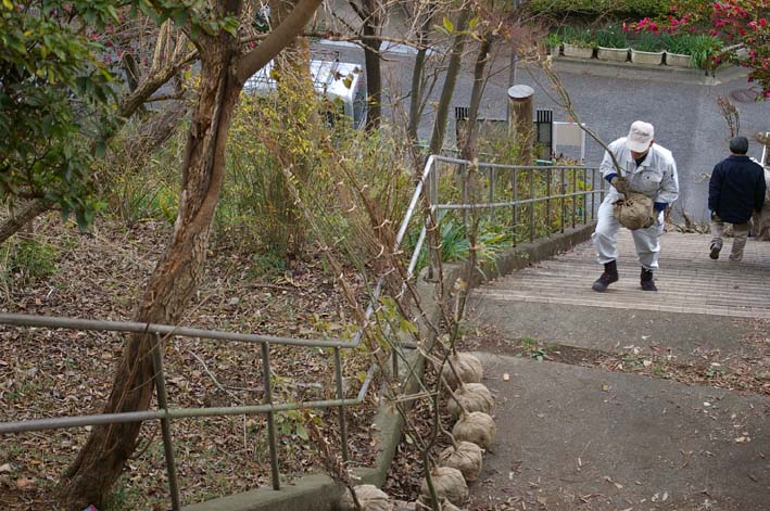 六国見山にイロハモミジとエゴノキの苗木を植樹：12・21_c0014967_5504879.jpg