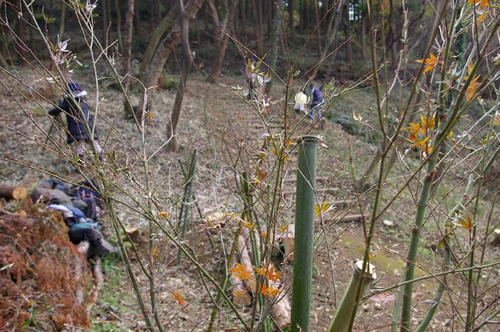 六国見山にイロハモミジとエゴノキの苗木を植樹：12・21_c0014967_6115522.jpg