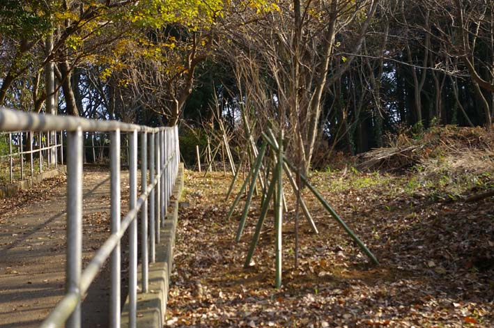 六国見山にイロハモミジとエゴノキの苗木を植樹：12・21_c0014967_613434.jpg