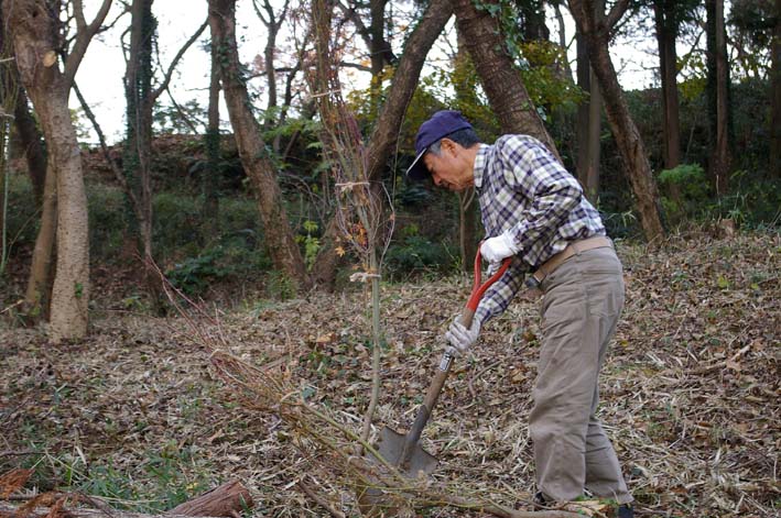 六国見山にイロハモミジとエゴノキの苗木を植樹：12・21_c0014967_674149.jpg