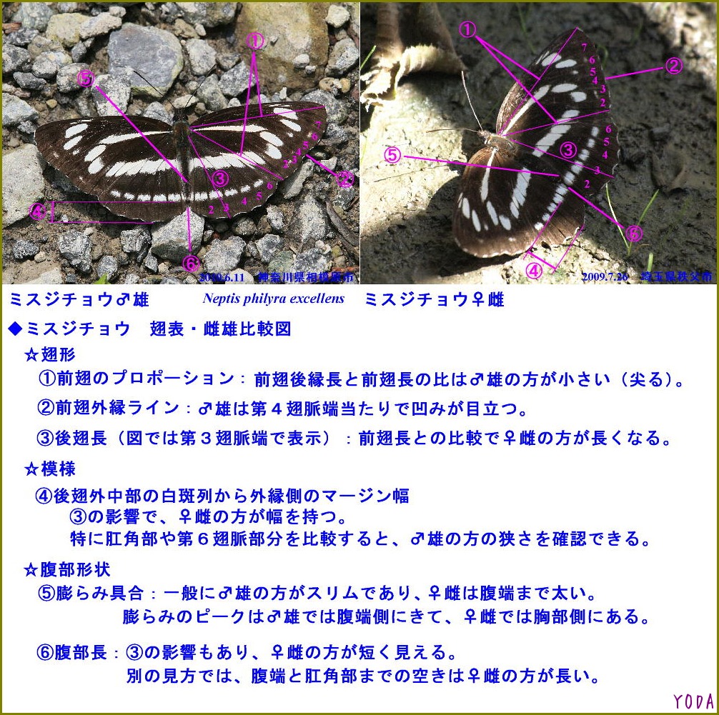 ミスジチョウの雌雄判別法Ver.1 : 蝶鳥ウォッチング