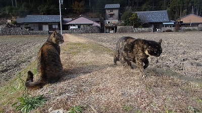 花恋がワルサをしても、サビーナと一緒に川原へ_d0146673_2531140.jpg