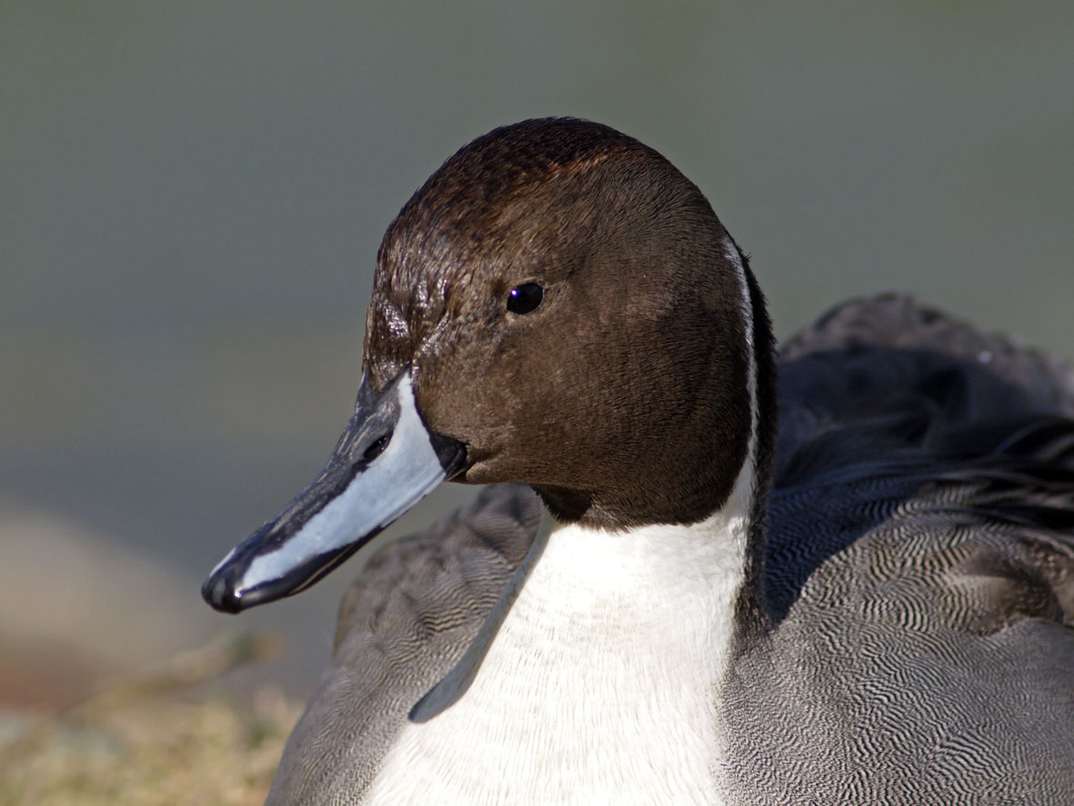 水鳥のちょっと可愛い表情_a0110584_932981.jpg