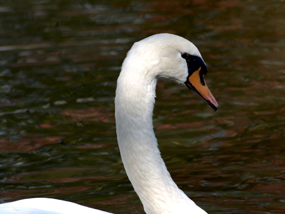 水鳥のちょっと可愛い表情_a0110584_933830.jpg