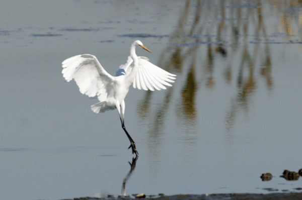 ■“蔵出し”　沼の水鳥　＜伊佐沼＞ _e0248688_1714188.gif