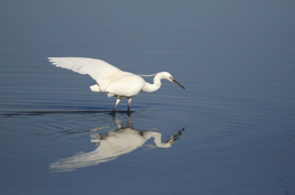 ■“蔵出し”　沼の水鳥　＜伊佐沼＞ _e0248688_17195751.gif