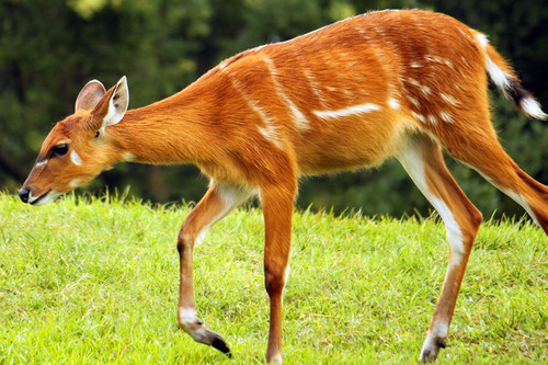 シタツンガ：Sitatunga_b0249597_545815.jpg