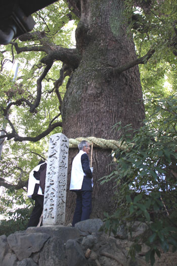 新熊野神社(いまくまのじんじゃ)つなかけ祭_e0048413_20563370.jpg