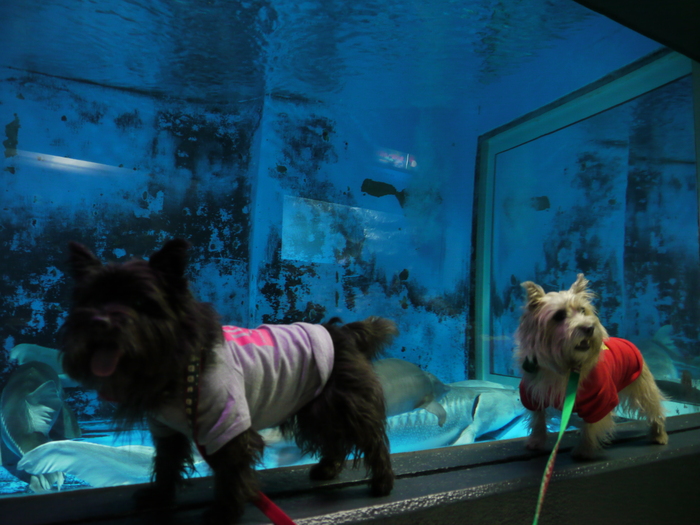 イルカさんに会いに♪　～水族館編～_c0039114_22504640.jpg