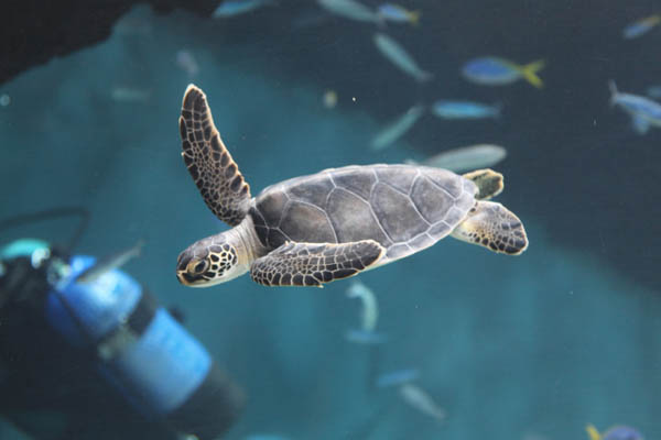 葛西水族館_b0074818_1434931.jpg