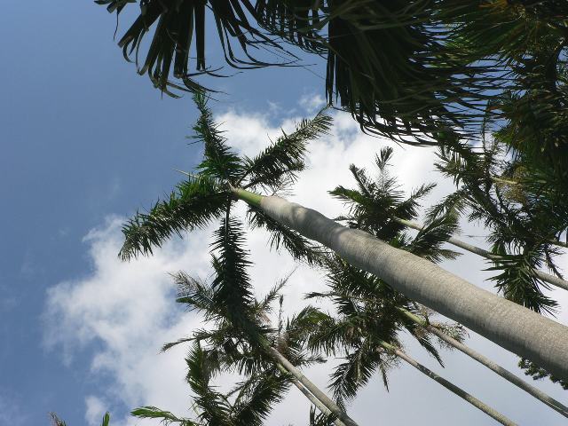 大王椰子