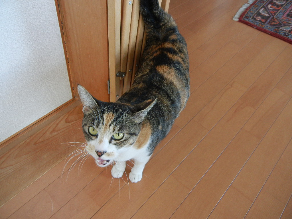 2011年12月23日(金)今日のパパご飯は・・・?_f0060461_14222149.jpg
