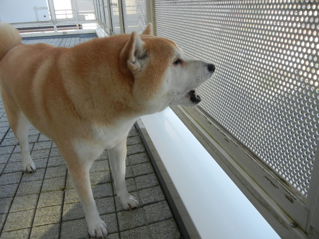 2011年12月23日(金)今日のパパご飯は・・・?_f0060461_1422798.jpg