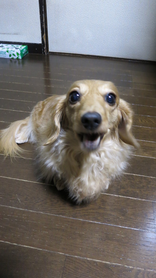焼味豚丼 十勝仕立て　画像 写真_b0200291_18505991.jpg