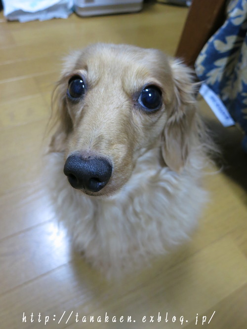 焼味豚丼 十勝仕立て　画像 写真_b0200291_18584940.jpg