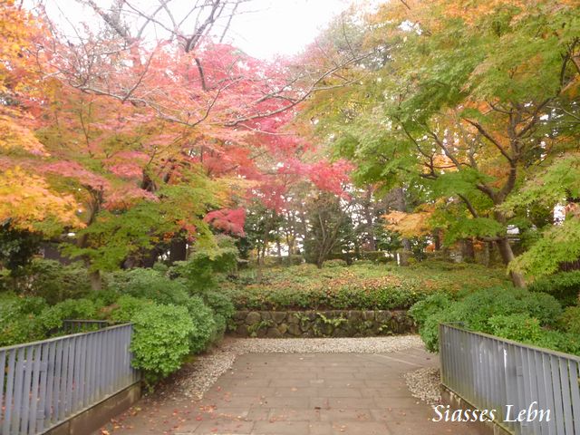 斉藤茂吉記念館の紅葉＆宴会＠叔父宅　■2011年秋・日本■_e0088895_15102792.jpg