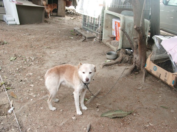 多頭飼育崩壊現場から　～２～_e0212095_12561752.jpg