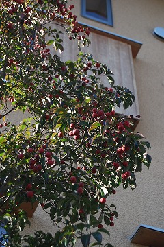 12月の庭…_c0124100_21475381.jpg