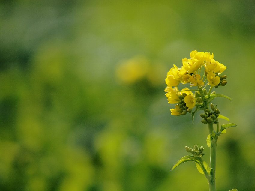 大晦日は菜の花で_b0231705_21542122.jpg