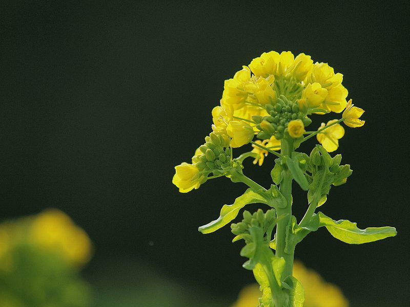 大晦日は菜の花で_b0231705_21544558.jpg