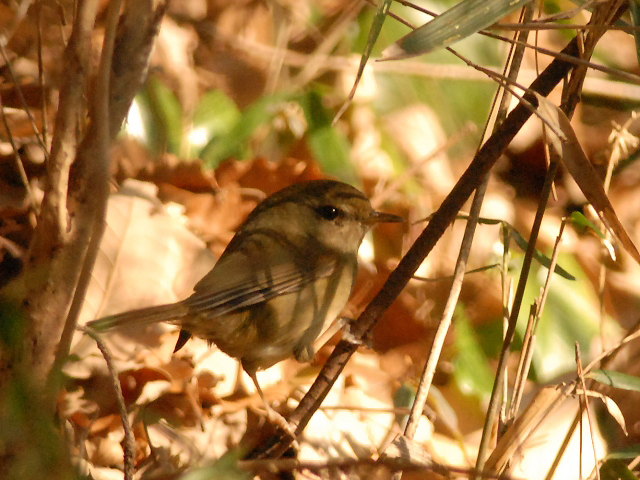 ガサガサ と音をたてる鳥 野山北 六道山公園だより