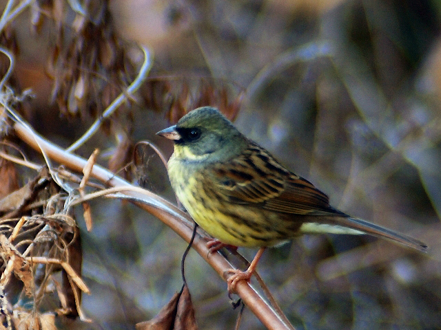 ガサガサ と音をたてる鳥 野山北 六道山公園だより
