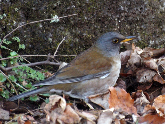 ガサガサ と音をたてる鳥 野山北 六道山公園だより