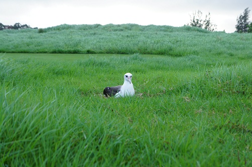 Albatross！(アホウドリ)_b0112909_19433075.jpg