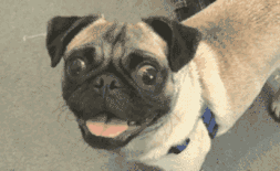 e0059725_201374.gif