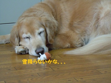 f0114128_2014023.jpg