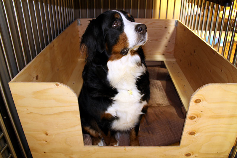 産箱 完成 O 我が家は犬ふべん者なり バーニーズマウンテンドッグ マリンとグレートピレニーズ アイナ 産箱 完成 O 我が家は犬ふべん者なり バーニーズマウンテンドッグ マリンとグレートピレニーズ アイナ