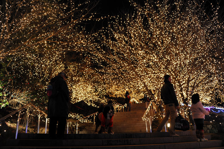 国営備北丘陵公園 ”ウィンターイルミネーション2011”_b0075541_5481221.jpg