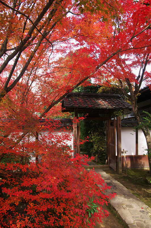 満天星紅葉・金福寺_f0155048_1632048.jpg