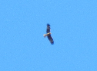 e0172950_17541062.jpg