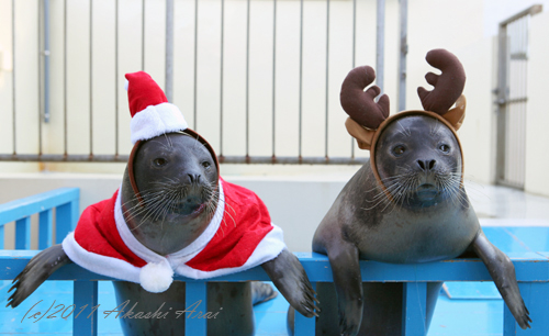 Merry Christmas!! : Happyあざらしblog♪ 『 晴れ晴れ 』