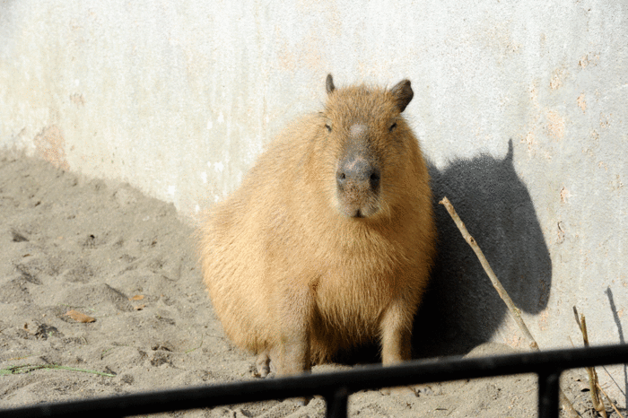 b0023856_631770.gif
