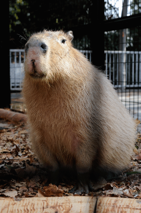 b0023856_6341799.gif