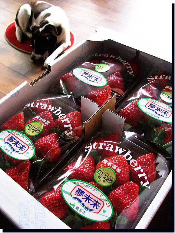 X\'mas イチゴ_f0178858_17285977.jpg