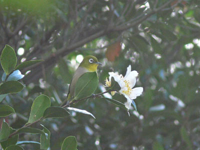 鶴舞公園野鳥調査の下見_f0160773_1565883.jpg