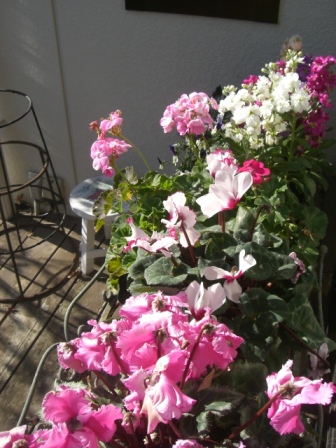 農業高校芸人!_a0053480_653153.jpg