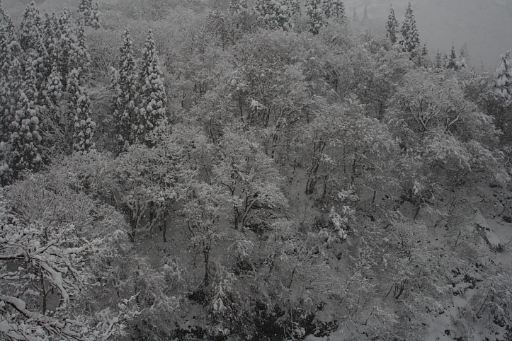 e0165983_1126482.jpg