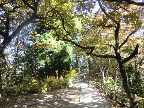 2010年11月10日（水）　東京　高尾山　聖蹟桜ヶ丘_b0214184_1912724.jpg